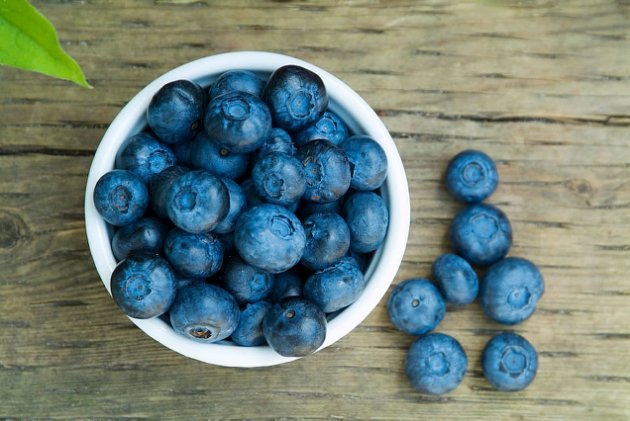 beneficios do blueberry para a saude beneficios do blueberry para a saude